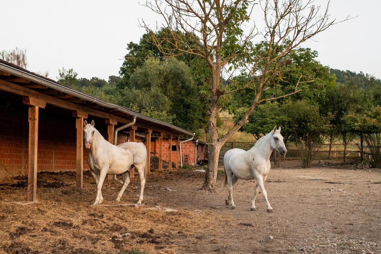 Salas 318 - B&B Farm Experience Brodski Drenovac Ngoại thất bức ảnh