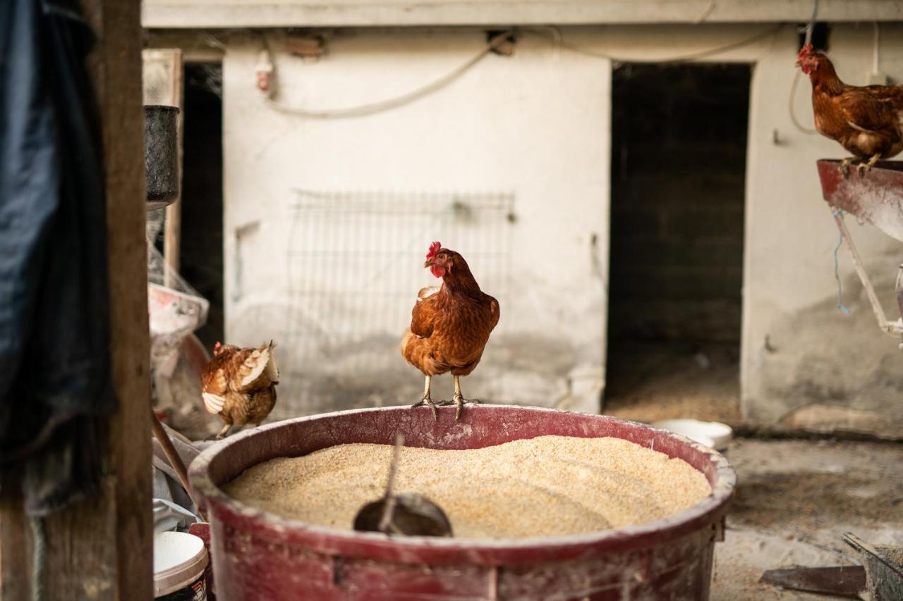 Salas 318 - B&B Farm Experience Brodski Drenovac Ngoại thất bức ảnh